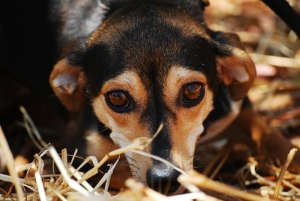 worried dog