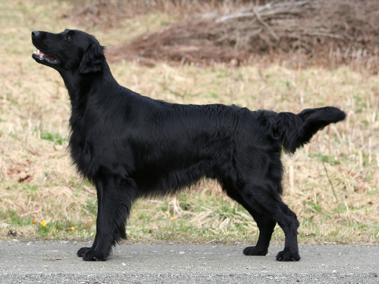 flatcoat