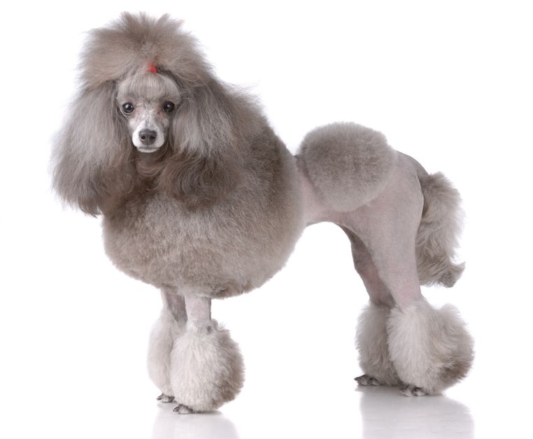 poodle-2.jpg