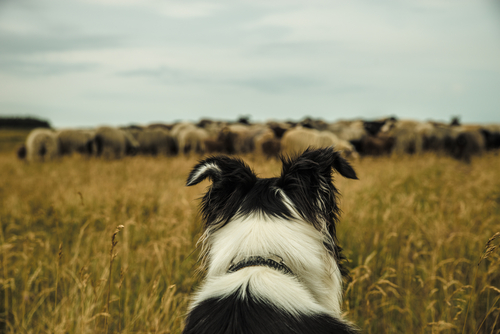 what do border collies herd