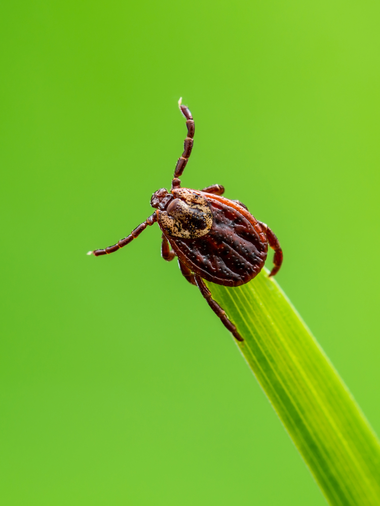 tick prospecting