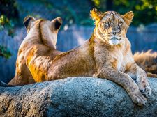 Animals
