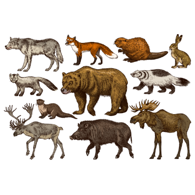 Mammals