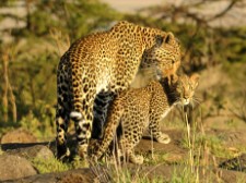 Animals