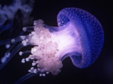 Marine Life