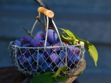Fruits