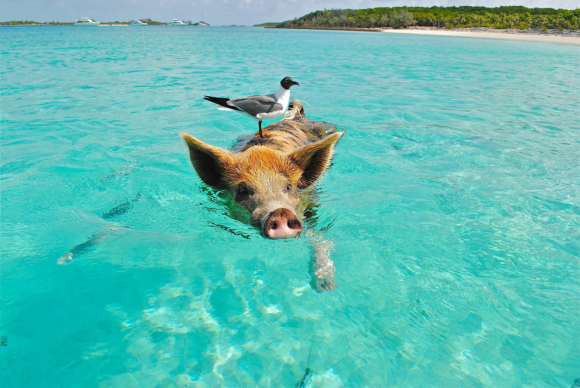 Weird Places: The Swimming Pigs Of The Bahamas - KLM Blog