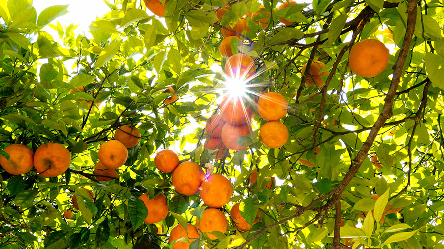 Touring the Oranges of Valencia - KLM Blog