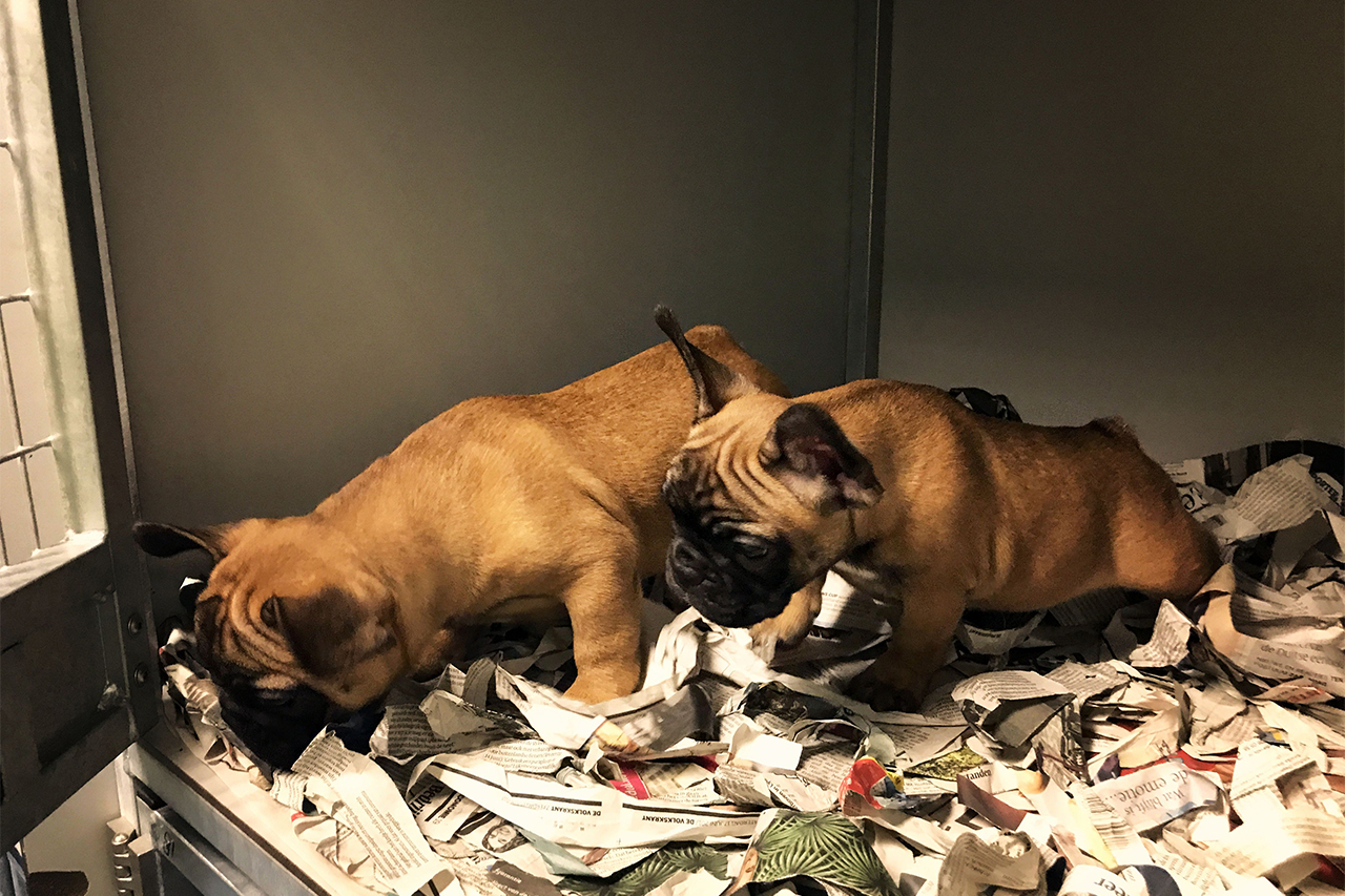 Flying (with) dogs. How to book a flight for you and your dog! KLM Blog