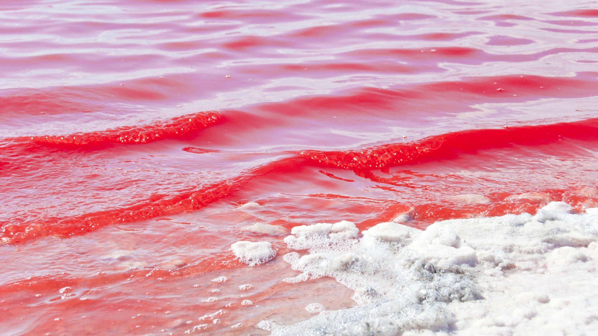 Discovery Why Australia Has Bubblegum Pink Lakes, Latest Science News and  Articles