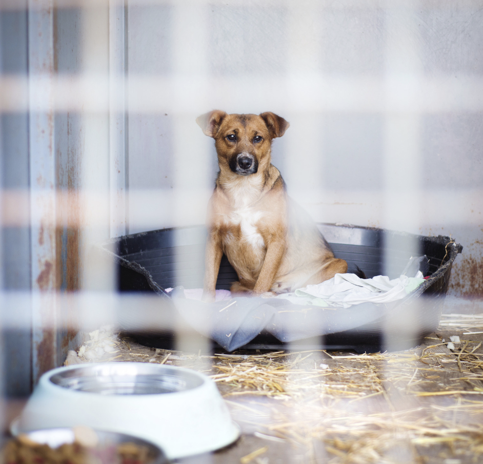 Cover Image for Prohibición de carne de perro en Corea del Sur: una nueva ley desencadena cambios y apoyo público.