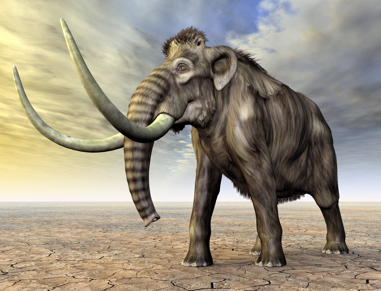 Cover Image for A strategy to bring back the extinct mammoth species has been advanced by scientists