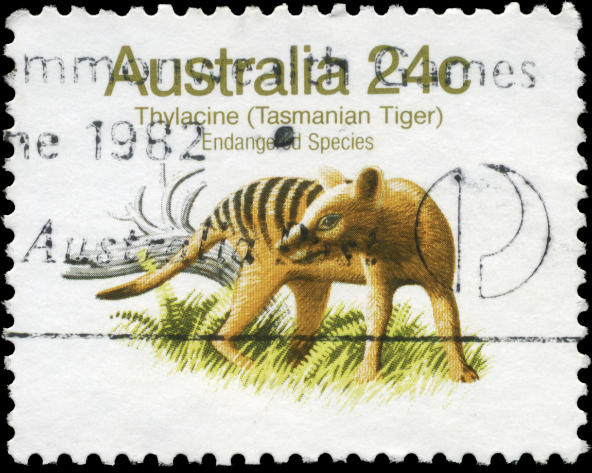 Cover Image for Almost a century after becoming extinct, the Tasmanian tiger is making a comeback, according to scientists