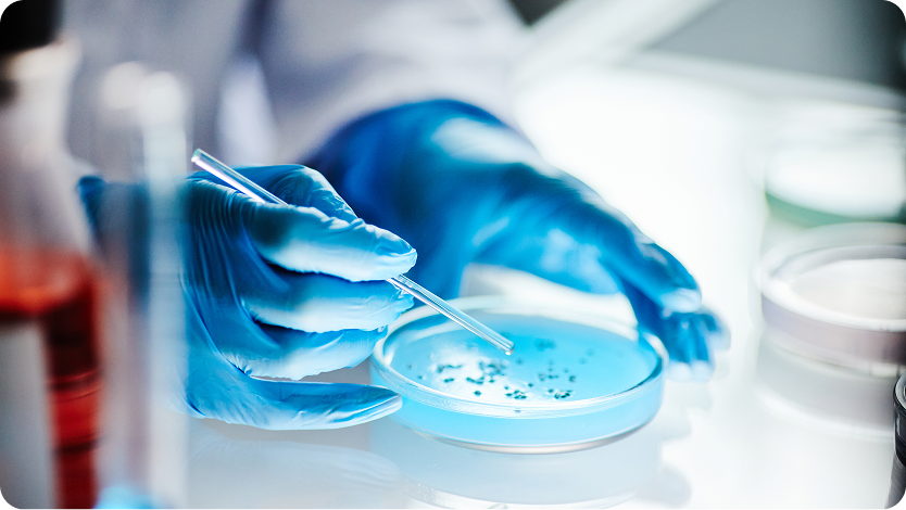 Close-up of a scientist's hands in blue gloved holding a pipette, carefully inoculating or working with a petri dish containing a blue agar medium in a laboratory setting.