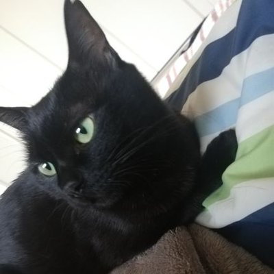 怪盗オーウェンと白い花などのマダミス4点セット 怪盗オーウェンと白い花などのマダミス4点セット