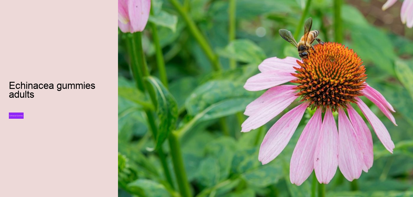 elderberry gummies with zinc and echinacea