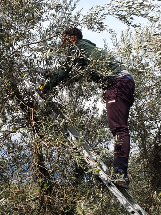Vincenzo Albanese, raccolta olive 2020