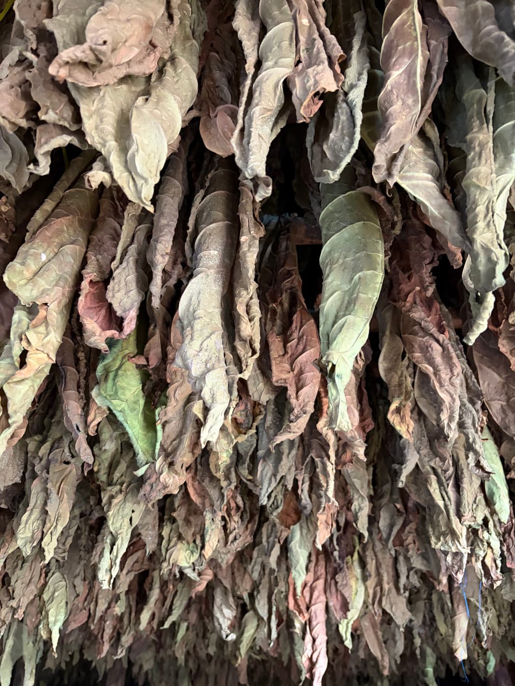 Cured brown tobacco leaves hanging in a Padrón curing barn in Estelí