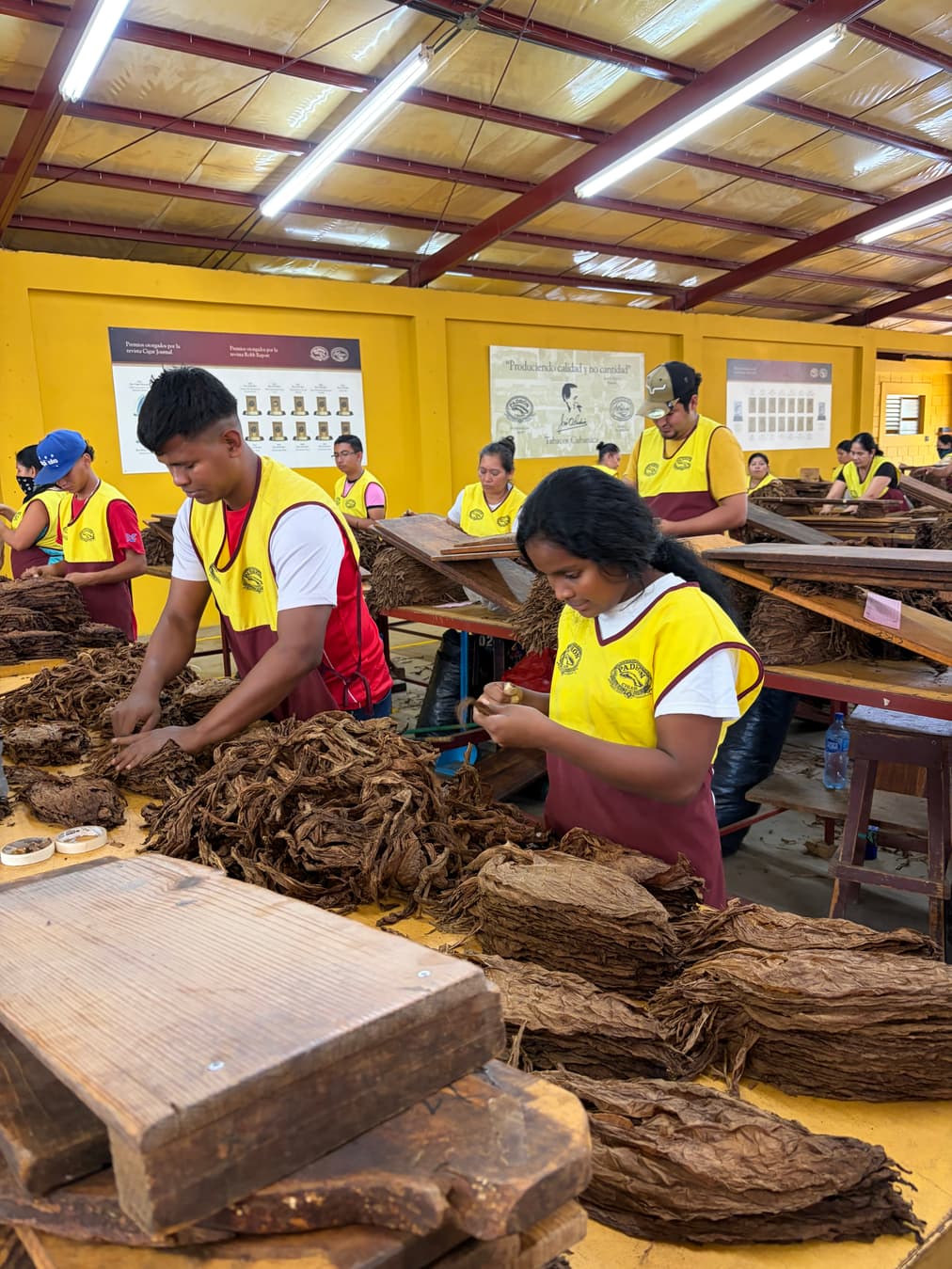 Workers hand-sorting tobacco leaves from bales at the Padrón factory