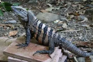 iguana negra especies extinción
