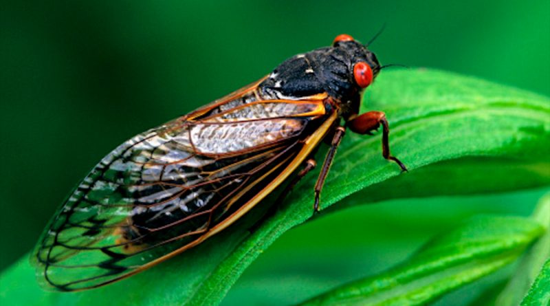 Cigarras