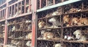 Perros y gatos para consumo