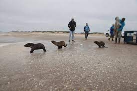 lobos marinos rescatados