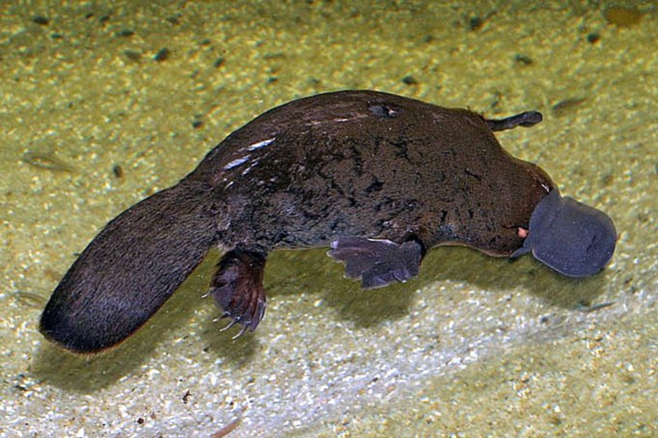 ornitorrinco