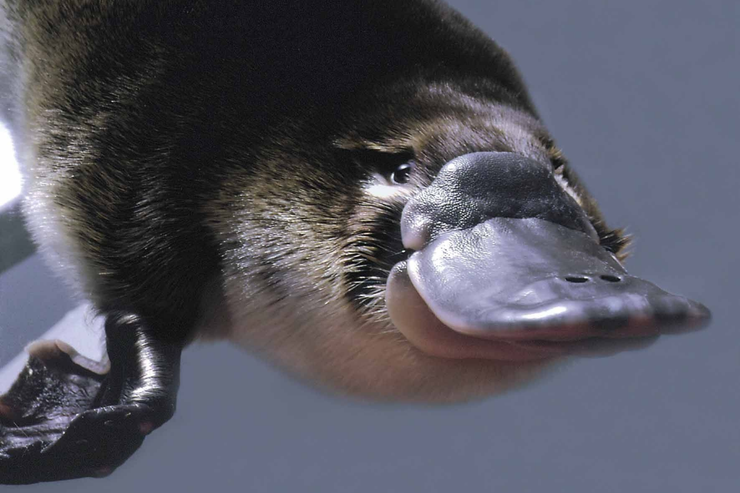 ornitorrinco