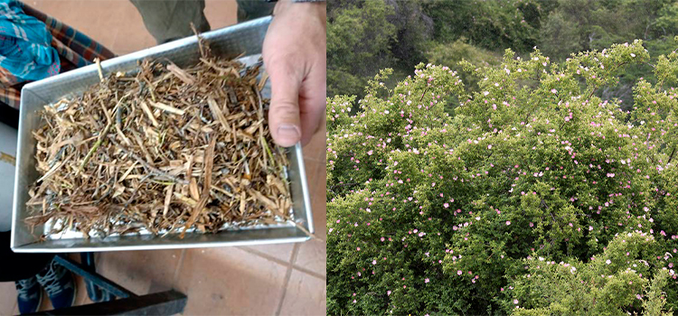 rosa mosqueta