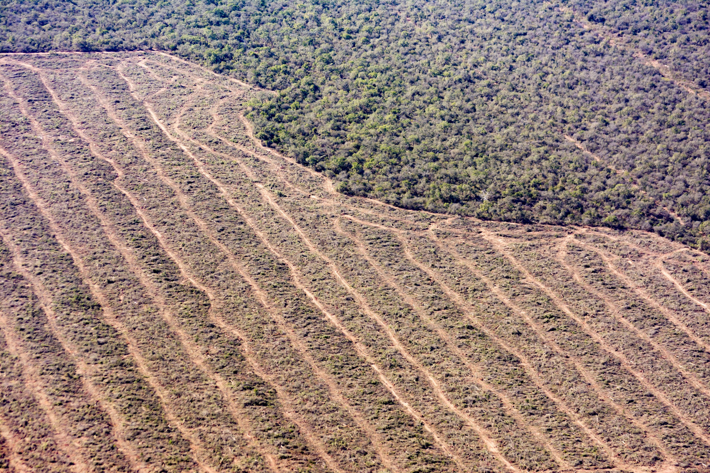 deforestacion