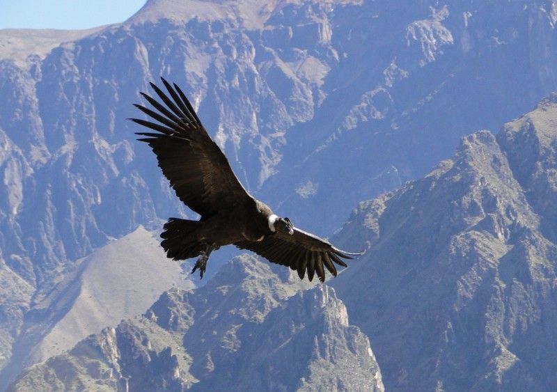 condor