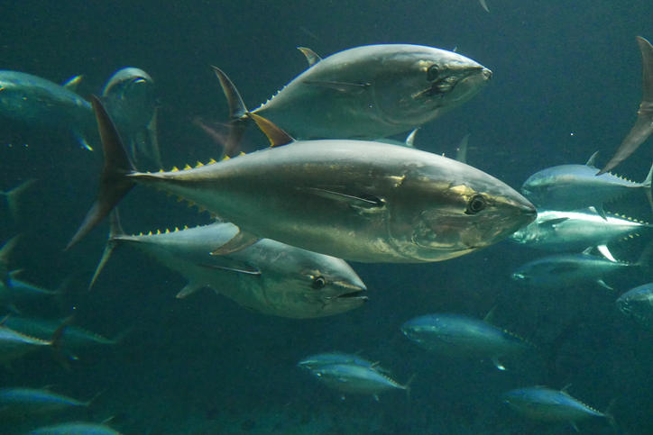 atun rojo