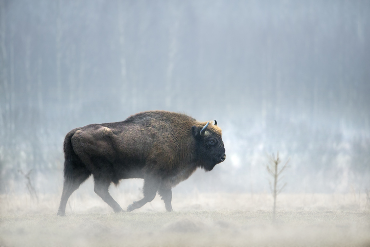 bisonte europeo