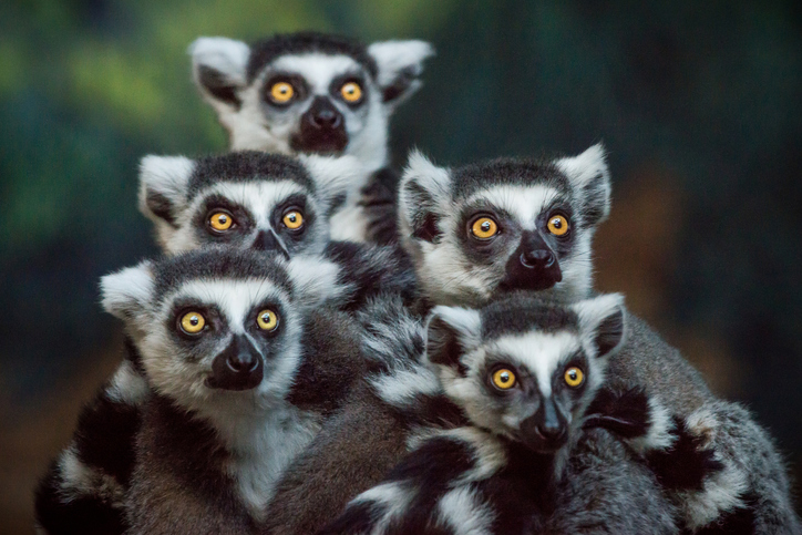 lemur