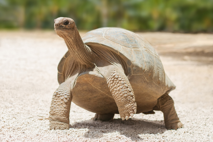 tortuga