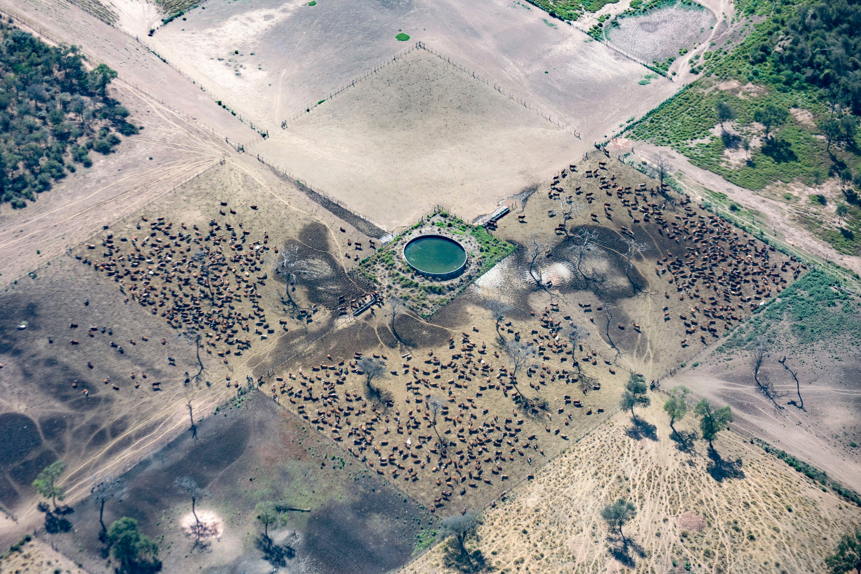 deforestacion