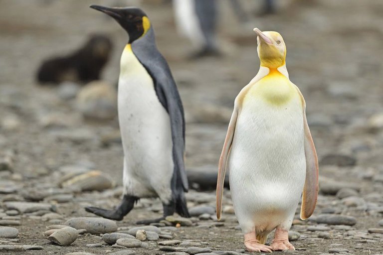 pinguino amarillo