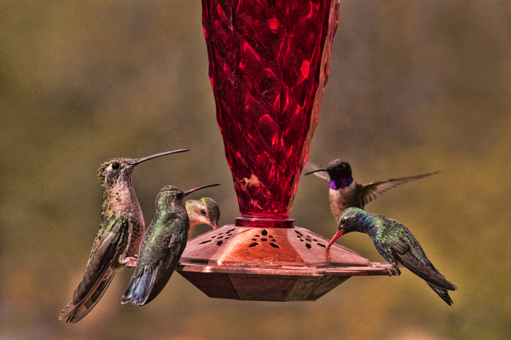 colibri