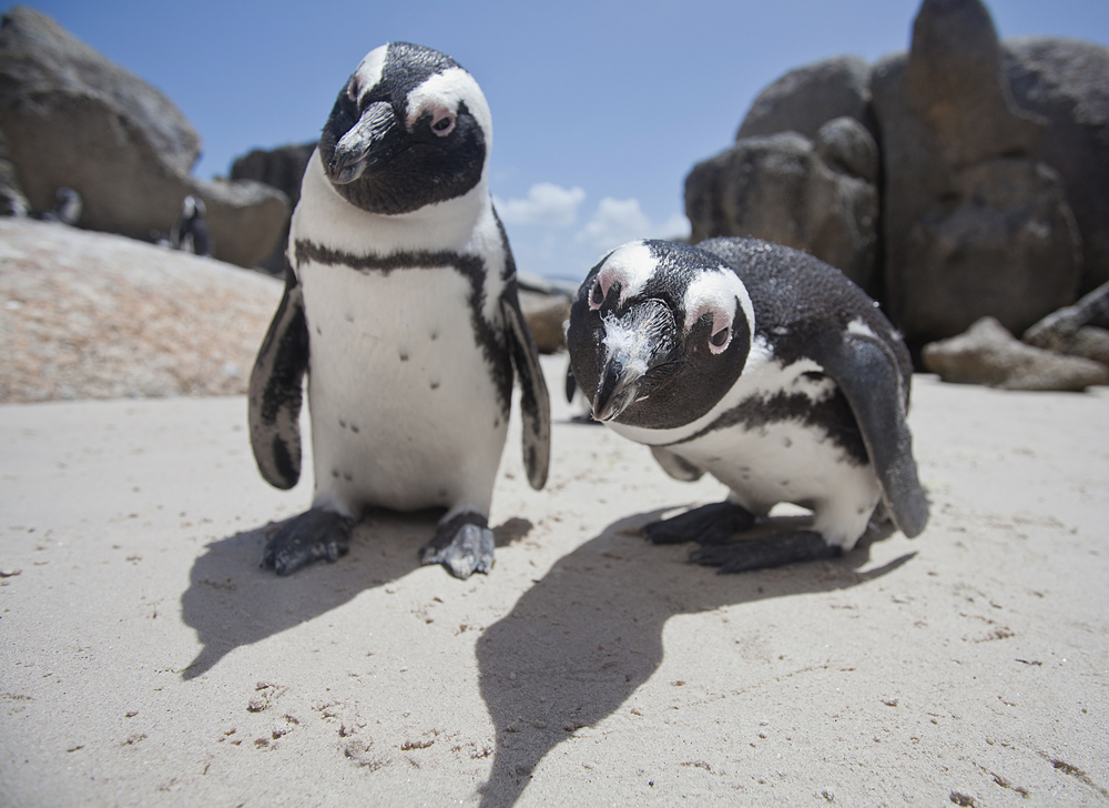 pinguino