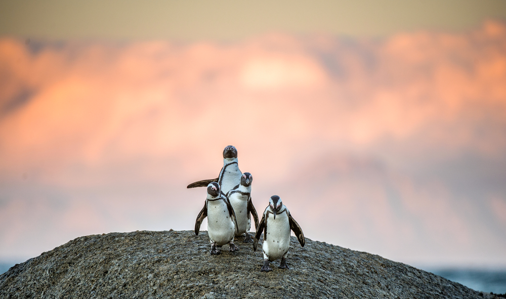 pinguinos