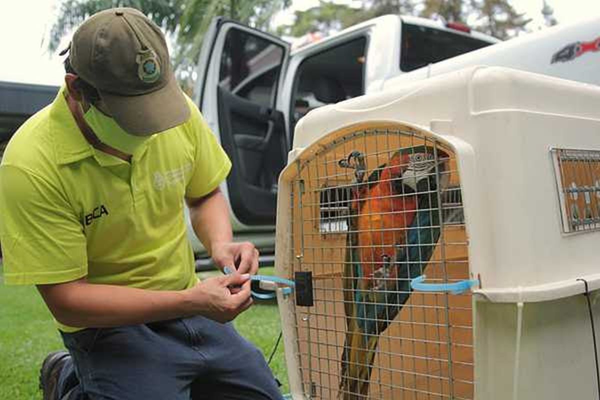 guacamayo