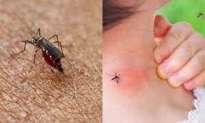 Alerta en 24 municipios por el crecimiento de los casos de dengue