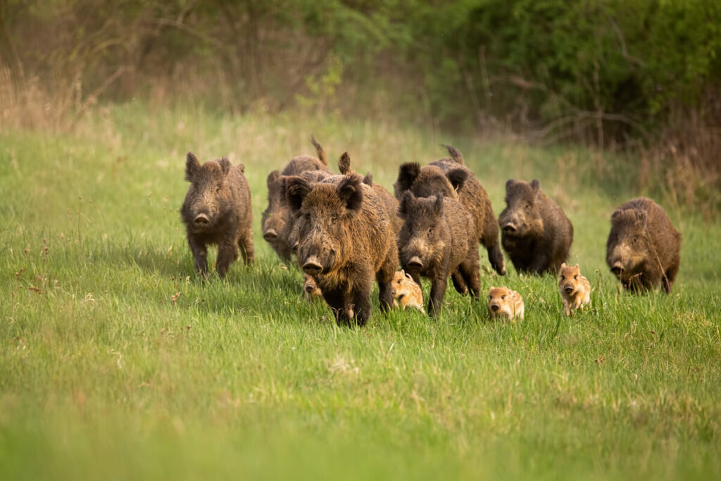 wild boars