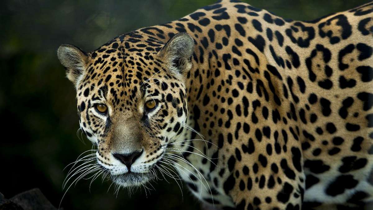 Costa Rica equipa a jaguares con collares satelitales en busca preservar a la especie en peligro de extinción.