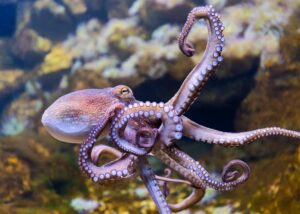 Los animales más inteligentes del mundo como el pulpo