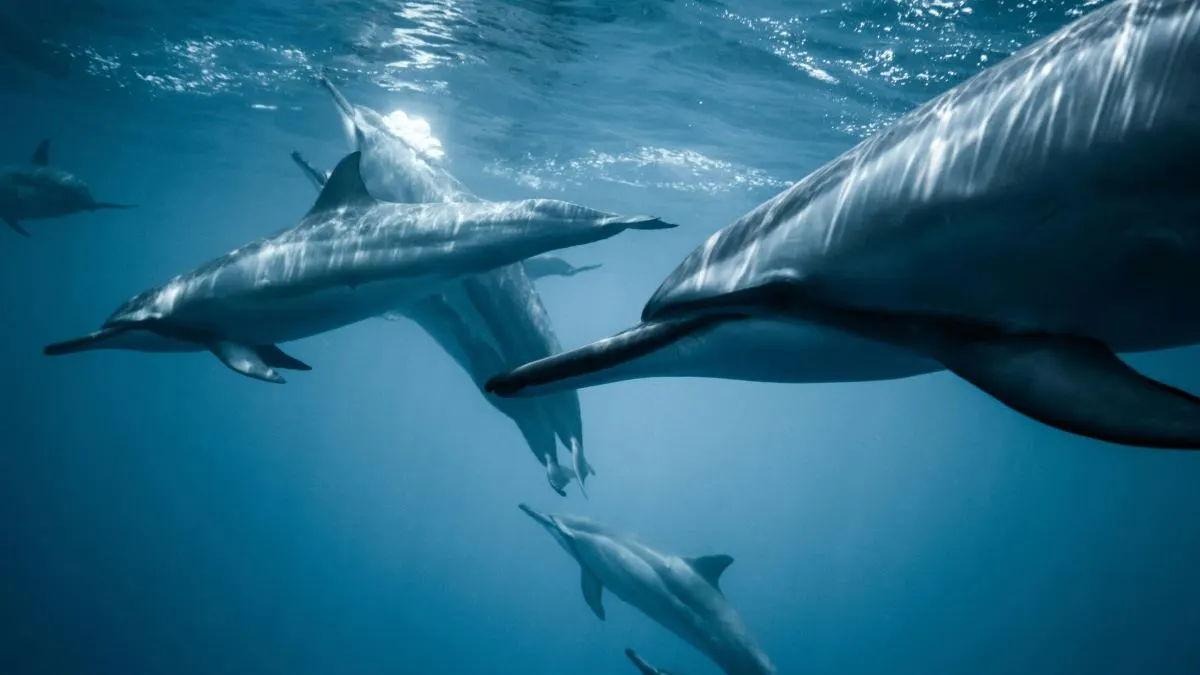 dolphins