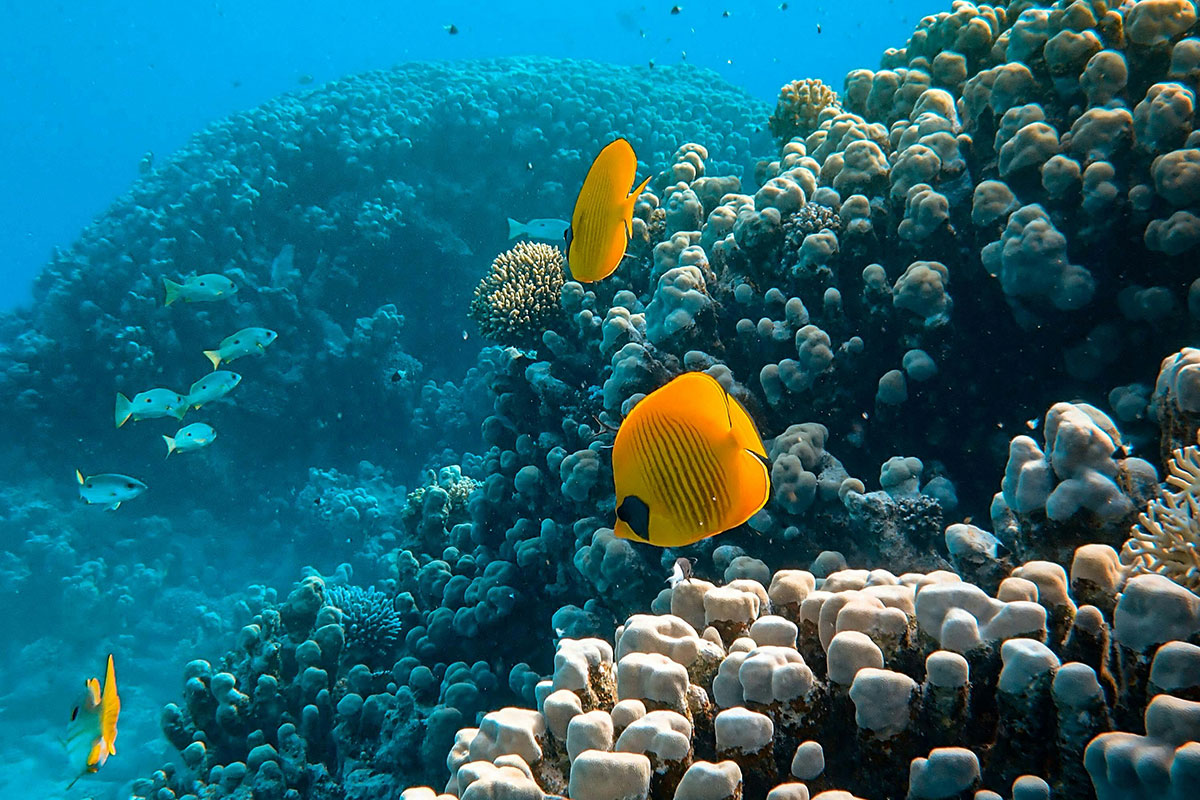mayor arrecife de coral