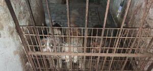 Perros rescatados del criadero ilegal en la Ciudad de Buenos Aires