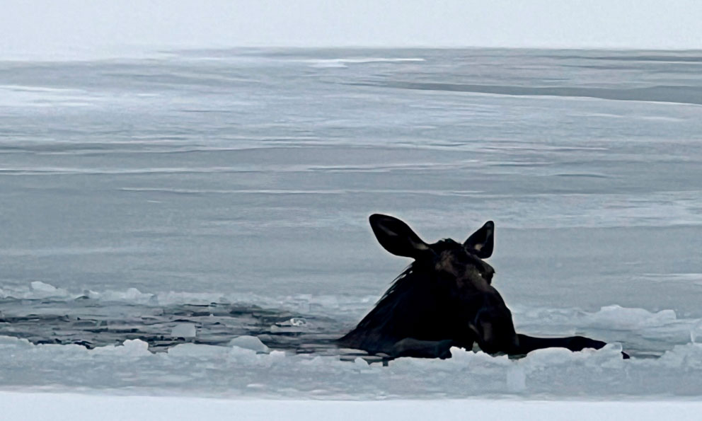 Rescate de alces